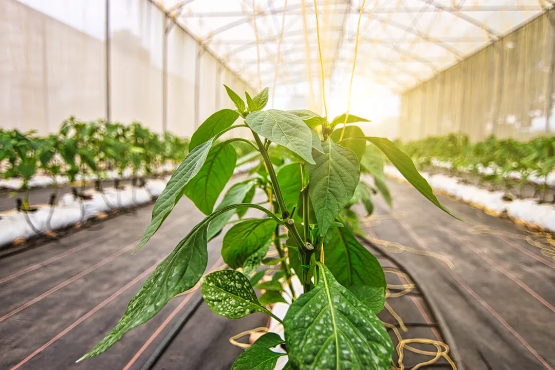 贵州企业数字化转型中软件定制开发的关键技术解析